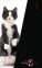 Notebook Gatti Formato Grande