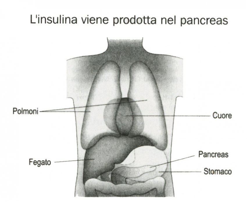 Insulina pancreas